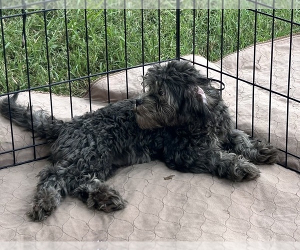 Medium Photo #5 ShihPoo Puppy For Sale in GLOUCESTER, VA, USA