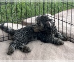 Macey - Female ShihPoo Puppy for Sale - Photo #5