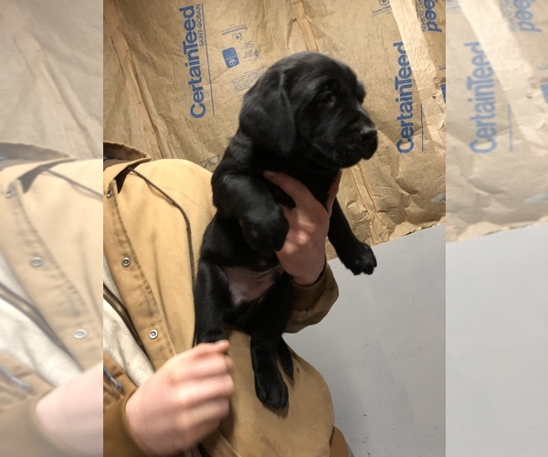 Medium Photo #2 Labrador Retriever Puppy For Sale in GRANGER, IA, USA