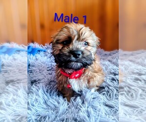 Silky Cocker Puppy for sale in WOBURN, MA, USA