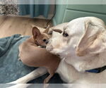 Small #2 Labrador Retriever
