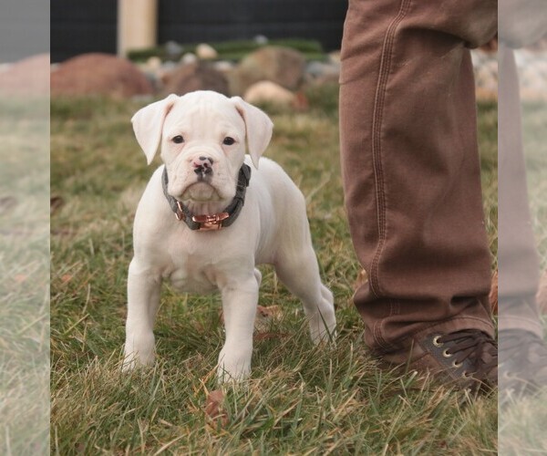 Medium Photo #5 Boxer Puppy For Sale in SHIPSHEWANA, IN, USA