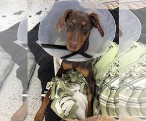 Doberman Pinscher Dogs for adoption in Aurora, OH, USA