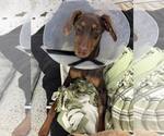 Small #2 Doberman Pinscher