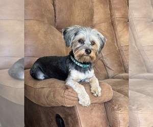 Father of the Yorkshire Terrier puppies born on 04/20/2026