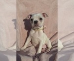 Small Photo #14 Boston Terrier Puppy For Sale in ALBANY, OH, USA