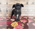 Small #13 Schnauzer (Miniature)