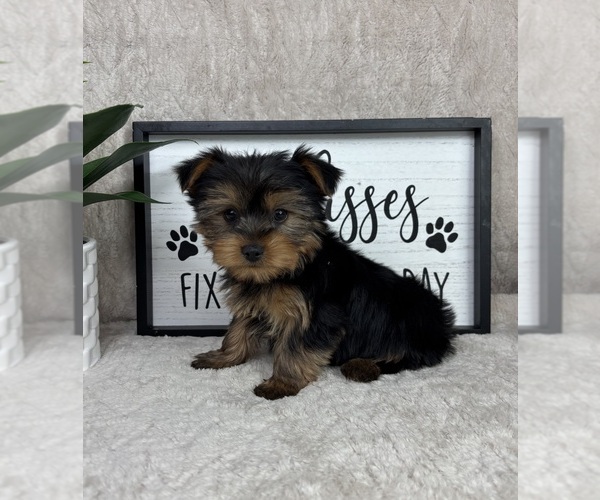 Medium Photo #4 Yorkshire Terrier Puppy For Sale in FRANKLIN, IN, USA