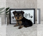 Small #3 Yorkshire Terrier