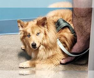 Australian Shepherd-Pomeranian Mix Dogs for adoption in Houston, TX, USA