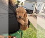 Small Photo #5 Golden Retriever Puppy For Sale in COVINA, CA, USA