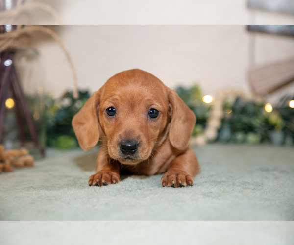 Medium Photo #3 Dachshund Puppy For Sale in NAPPANEE, IN, USA