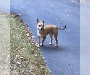 Snuffy - Male Mutt Dog for Adoption - Photo #2