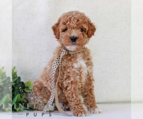 Medium Photo #3 Goldendoodle (Miniature) Puppy For Sale in NEWMANSTOWN, PA, USA
