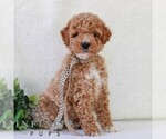 Small #2 Goldendoodle (Miniature)