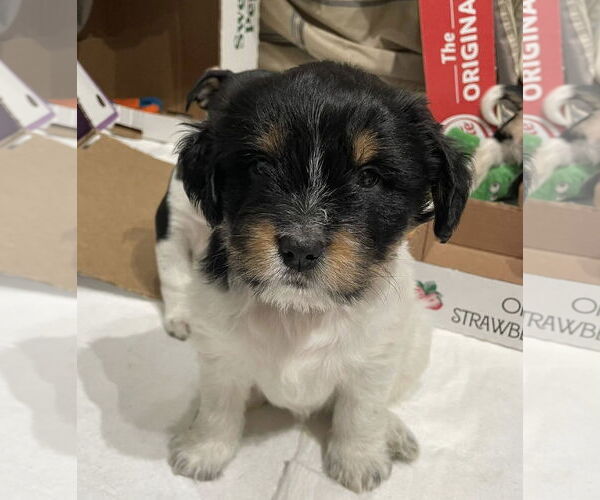 Medium Photo #1 Mutt Puppy For Sale in Rochester, NY, USA