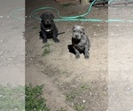 Small #2 American Bandogge mastiff