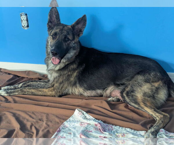 Medium Photo #4 Collie-German Shepherd Dog Mix Puppy For Sale in Mechanicsburg, PA, USA
