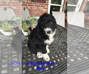 Aussie-Poo Puppy for Sale in GODLEY, Texas USA
