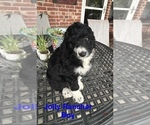 Small Aussie-Poo
