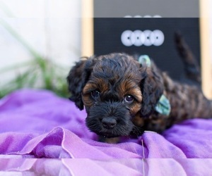 Cock-A-Poo Puppy for sale in NEW PARIS, IN, USA