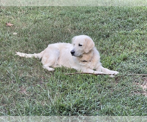 Medium Photo #1 Golden Retriever Puppy For Sale in FAIR PLAY, SC, USA