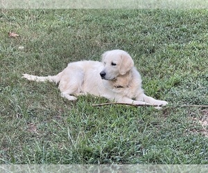 Mother of the Golden Retriever puppies born on 02/27/2025