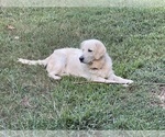 Small Photo #1 Golden Retriever Puppy For Sale in FAIR PLAY, SC, USA