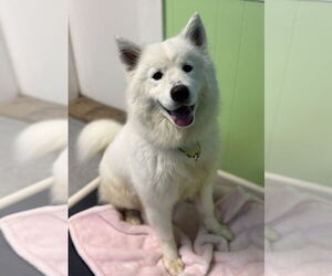 Samoyed Dogs for adoption in Spring Lake, NJ, USA