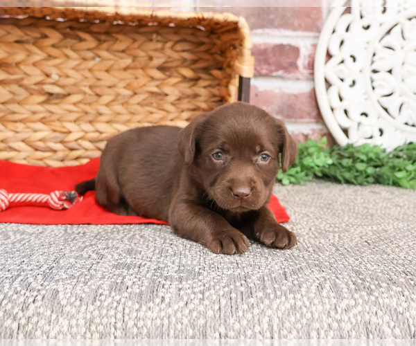 Medium Photo #3 Labrador Retriever Puppy For Sale in SYRACUSE, IN, USA