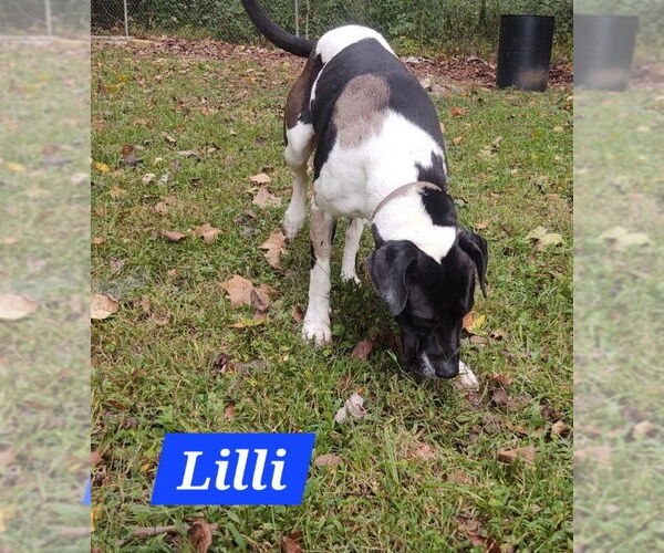 Medium Photo #3 Great Dane-Unknown Mix Puppy For Sale in Hinton, WV, USA