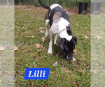Small #2 Great Dane Mix