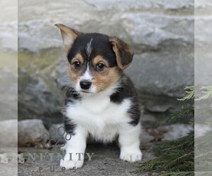 Pembroke Welsh Corgi Puppy for sale in MANHEIM, PA, USA