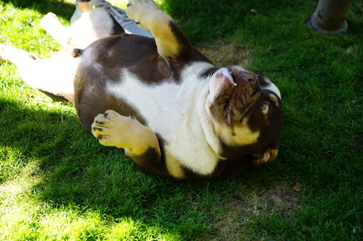 Medium Photo #9 Bulldog Puppy For Sale in LA QUINTA, CA, USA