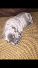 Cane Corso Puppy for sale in JANE LEW, WV, USA