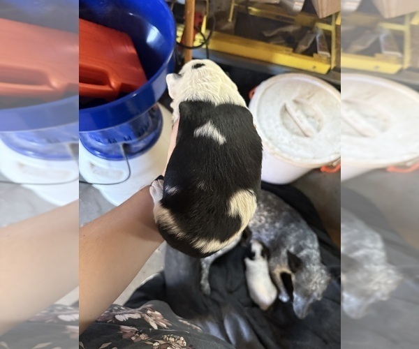 Medium Photo #1 Australian Cattle Dog Puppy For Sale in CORTEZ, CO, USA