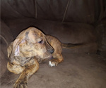Small Photo #4 Plott Hound Puppy For Sale in MIDVALE, UT, USA