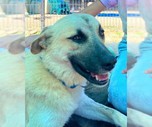 Anatolian Shepherd-Unknown Mix Dogs for adoption in Sacramento, CA, USA