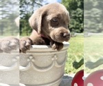 AKC Ready to Go - Male Labrador Retriever Puppy for Sale - Photo #10