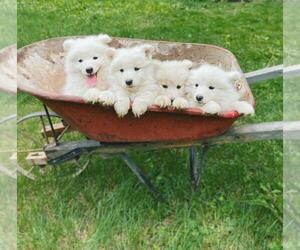 Samoyed Puppy for sale in SALEM, VA, USA
