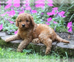 Irish Doodle Puppy for sale in FREDERICKSBG, OH, USA