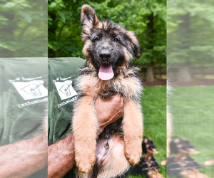 German Shepherd Dog Puppy for sale in BROOKLYN, NY, USA