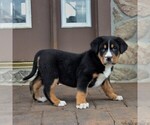 Small Photo #4 Greater Swiss Mountain Dog Puppy For Sale in BIRD IN HAND, PA, USA