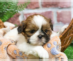 Small #8 Shih Tzu