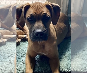 Boxer-Mastiff Mix Puppy for sale in FAYETTEVILLE, NC, USA