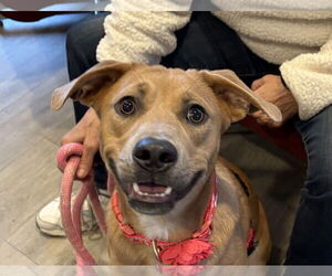 Labrador Retriever-Unknown Mix Dogs for adoption in Wheaton, IL, USA