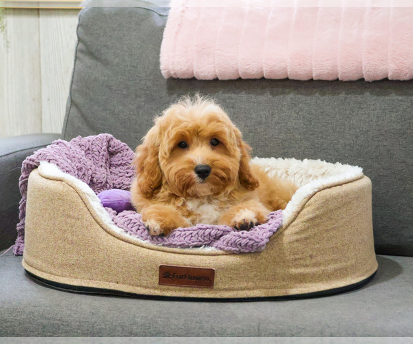 Medium Photo #5 Goldendoodle mix (+ Poodle Miniature) Puppy For Sale in SYRACUSE, IN, USA