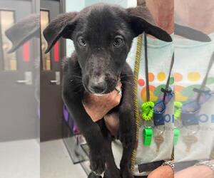 Labrador Retriever-Unknown Mix Dogs for adoption in Tulsa, OK, USA
