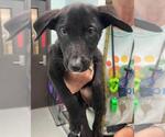 Small Labrador Retriever Mix