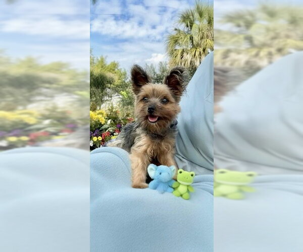 Medium Photo #2 Mutt Puppy For Sale in Weston, FL, USA